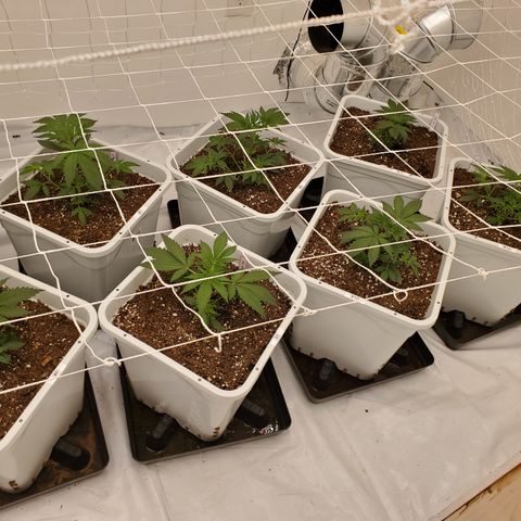 Runtz growlog photo: Trimmed fan leaves
