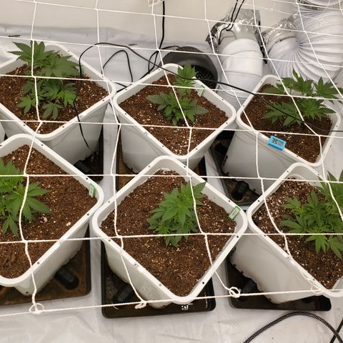 Runtz growlog photo: Trimmed fan leaves