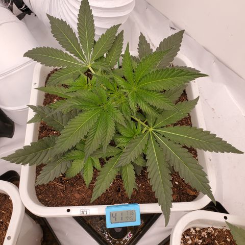Krazy Runtz #01 growlog timeline photo