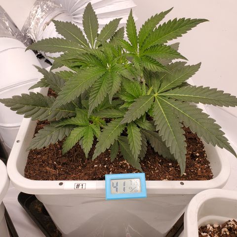 Krazy Runtz #01 growlog timeline photo