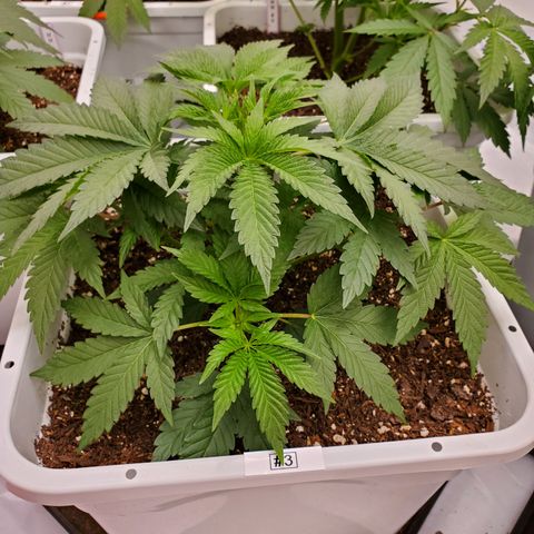 Runtz growlog timeline photo