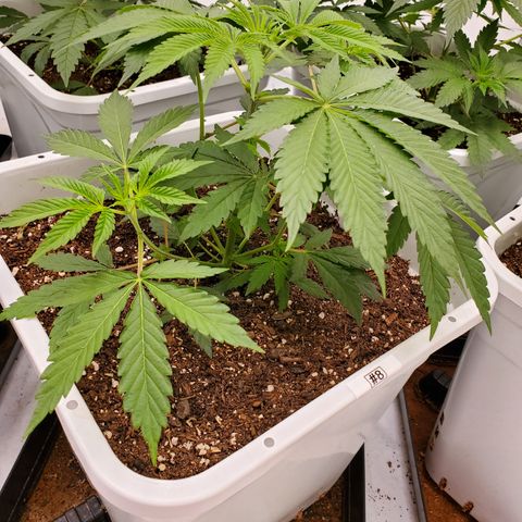 Runtz growlog timeline photo