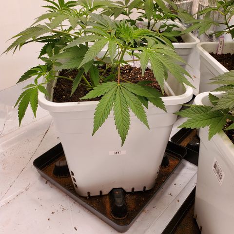 Runtz growlog timeline photo