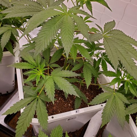 Runtz growlog timeline photo