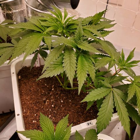 Runtz growlog timeline photo
