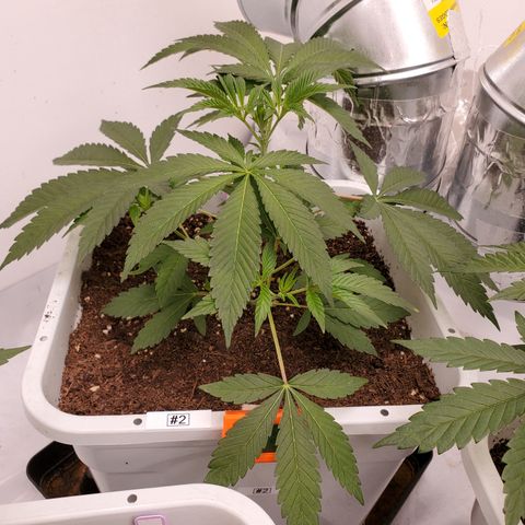 Runtz growlog timeline photo