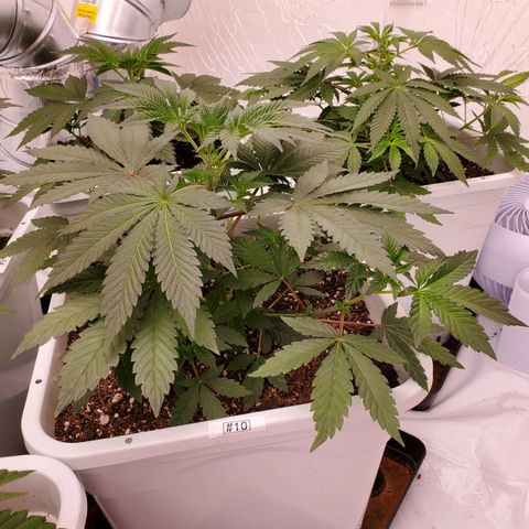 Runtz growlog timeline photo