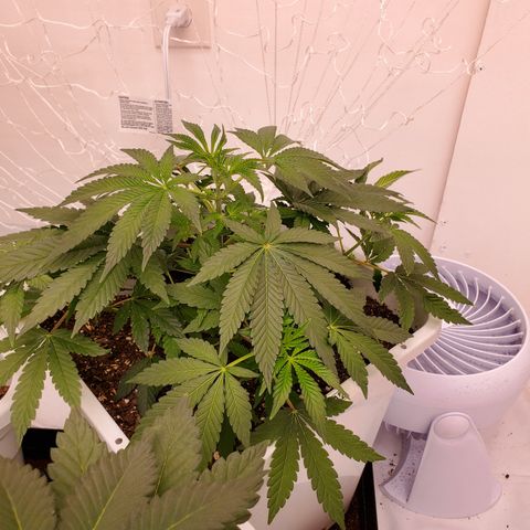 Runtz growlog timeline photo
