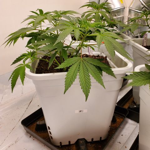 Runtz growlog timeline photo