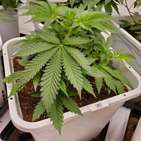 Runtz growlog timeline photo