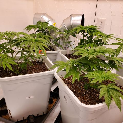 Runtz growlog timeline photo
