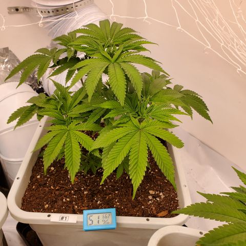 Krazy Runtz #01 growlog timeline photo