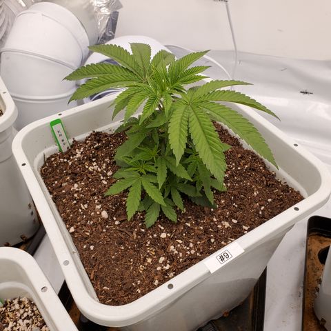 Runtz growlog timeline photo