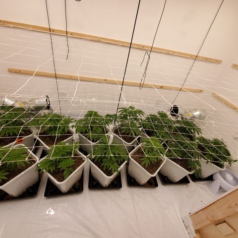 Runtz growlog timeline photo