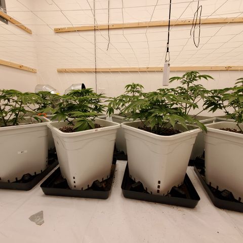 Runtz growlog timeline photo