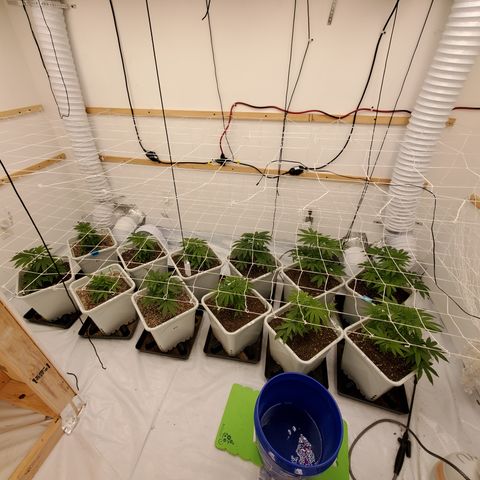 Runtz growlog timeline photo