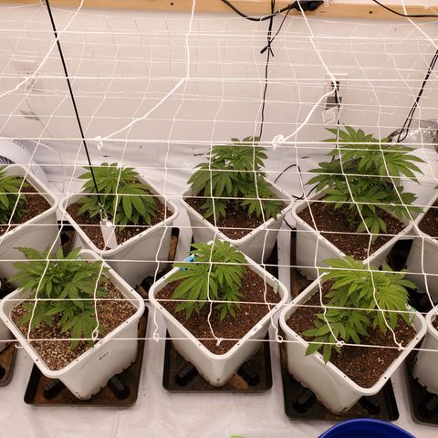 Runtz growlog timeline photo