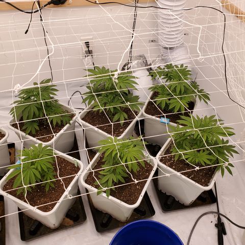 Runtz growlog timeline photo