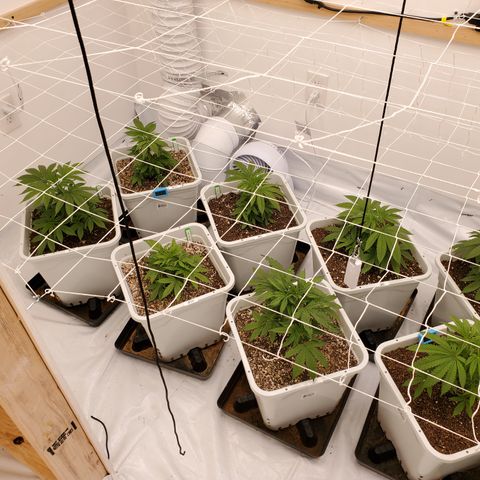 Runtz growlog timeline photo
