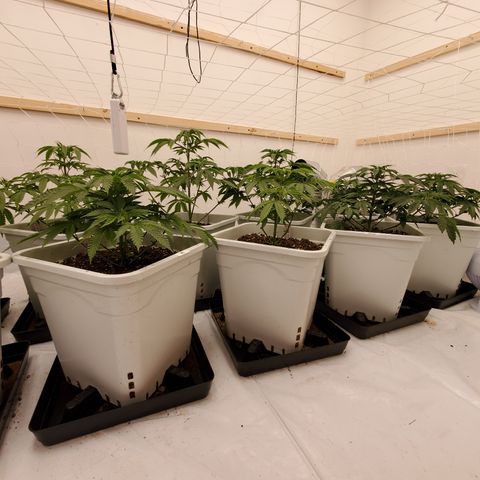 Runtz growlog timeline photo