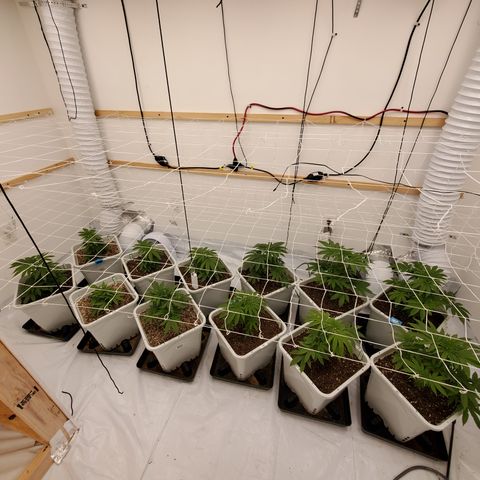 Runtz growlog timeline photo