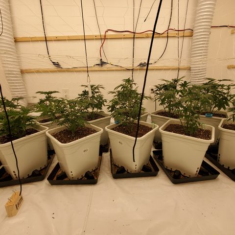 Runtz growlog timeline photo