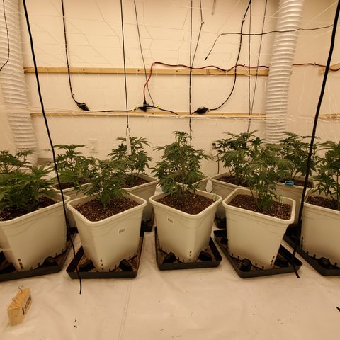 Runtz growlog timeline photo