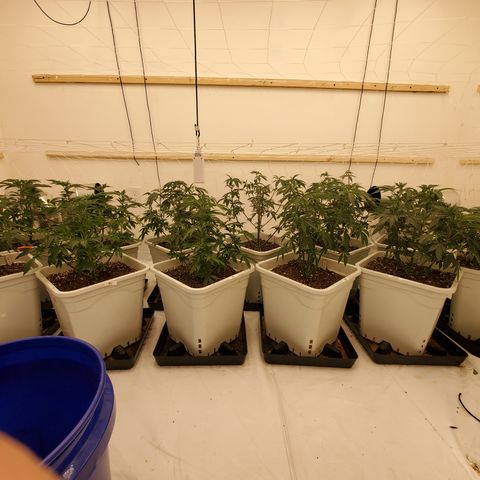 Runtz growlog timeline photo