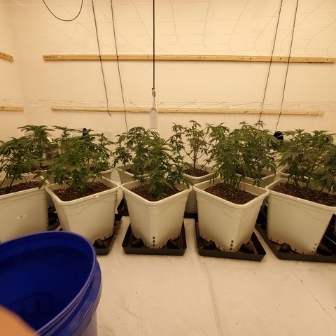 Runtz growlog timeline photo