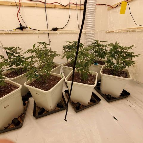 Runtz growlog timeline photo