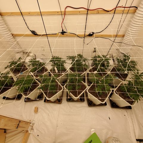 Runtz growlog timeline photo