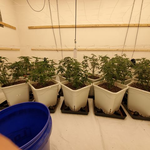 Runtz growlog timeline photo