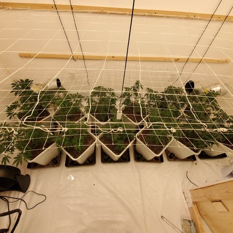 Runtz growlog timeline photo