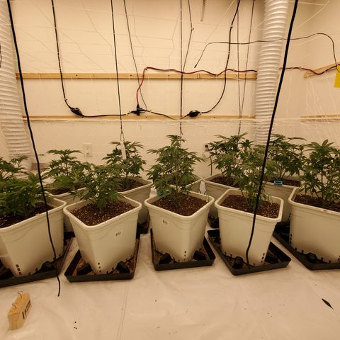 Runtz growlog timeline photo