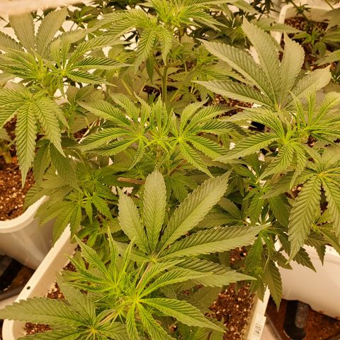 Runtz growlog timeline photo