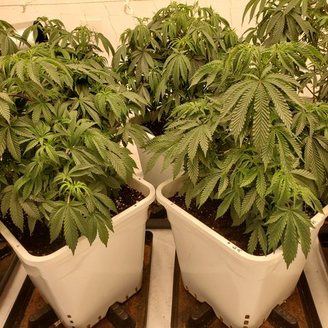 Runtz growlog timeline photo