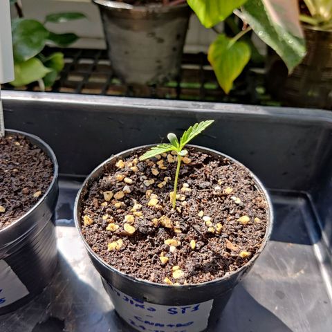 TIGER TAIL TH Landrace#1 growlog timeline photo