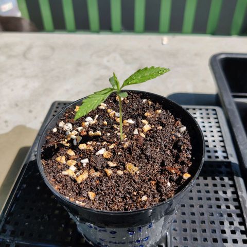 TIGER TAIL TH Landrace#1 growlog timeline photo
