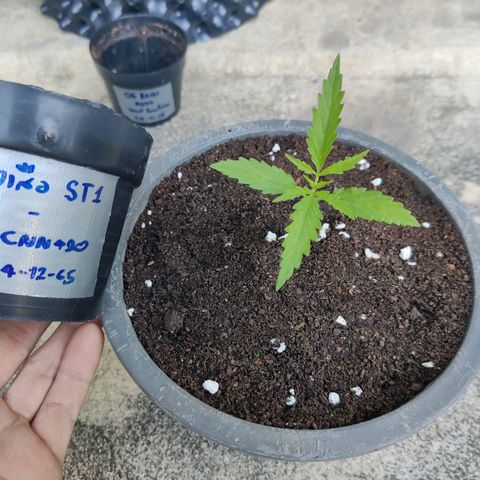 TIGER TAIL TH Landrace#1 growlog timeline photo
