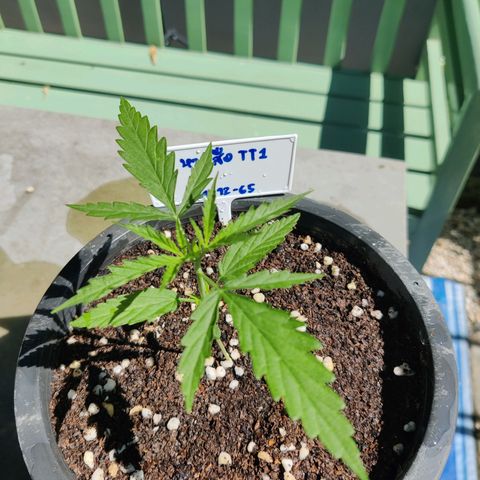 TIGER TAIL TH Landrace#1 growlog timeline photo