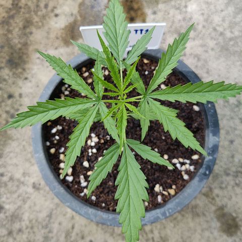 TIGER TAIL TH Landrace#1 growlog timeline photo