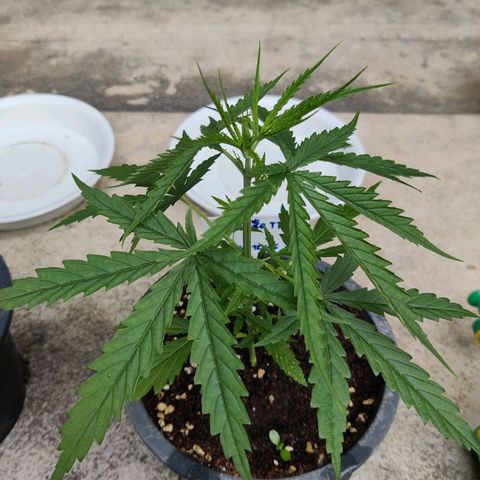TIGER TAIL TH Landrace#1 growlog timeline photo