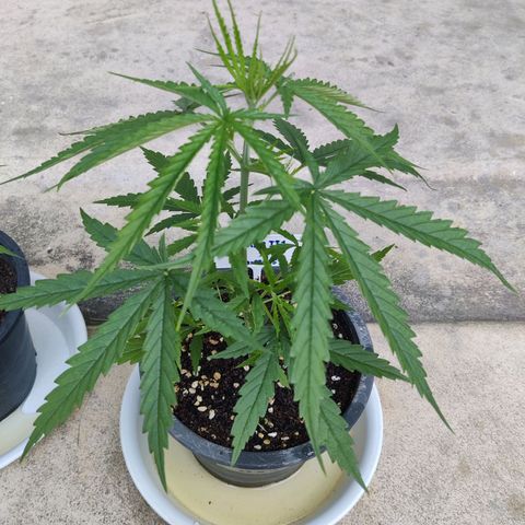 TIGER TAIL TH Landrace#1 growlog timeline photo