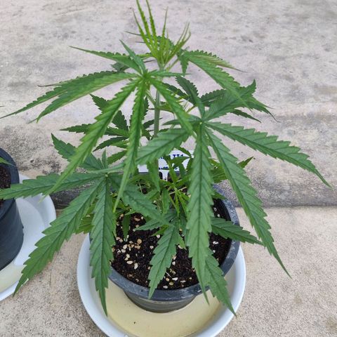 TIGER TAIL TH Landrace#1 growlog timeline photo