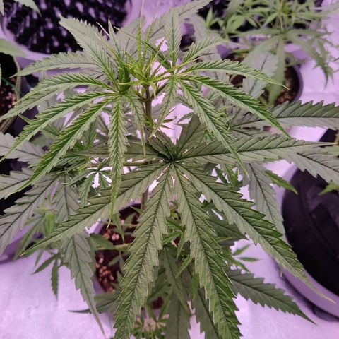 TIGER TAIL TH Landrace#1 growlog timeline photo