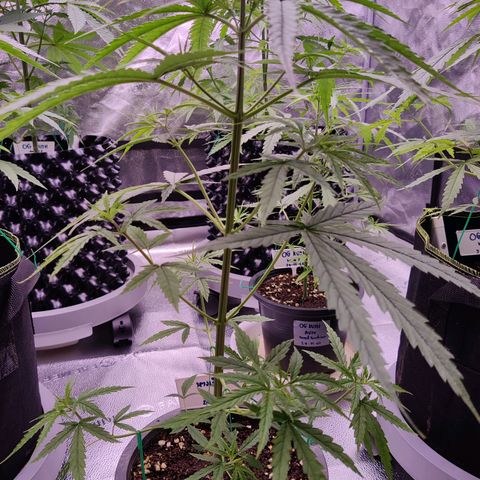TIGER TAIL TH Landrace#1 growlog timeline photo