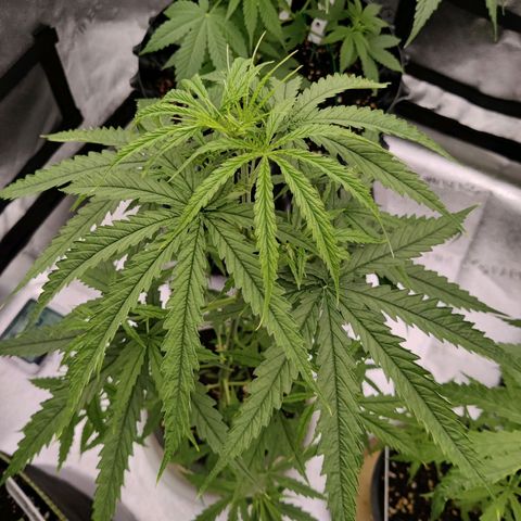 TIGER TAIL TH Landrace#1 growlog timeline photo