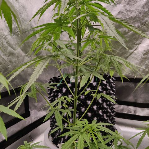 TIGER TAIL TH Landrace#1 growlog timeline photo