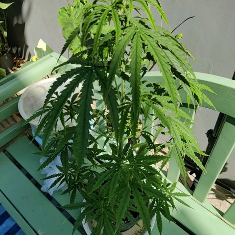 TIGER TAIL TH Landrace#1 growlog timeline photo