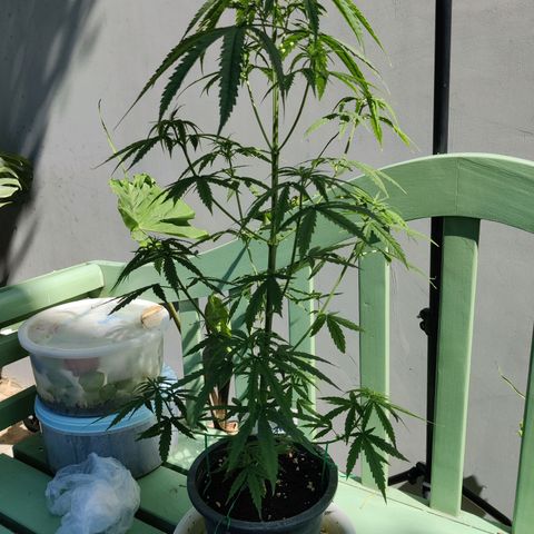 TIGER TAIL TH Landrace#1 growlog timeline photo